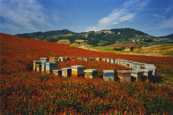 Franca Franzoni Chestnut Honey