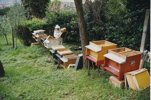 Franca Franzoni Chestnut Honey